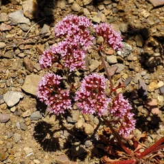 Chorizanthe staticoides