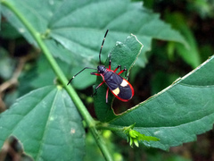Dysdercus albofasciatus