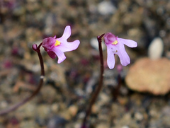 Utricularia tenella