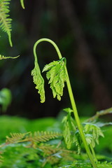 Pteris epaleata