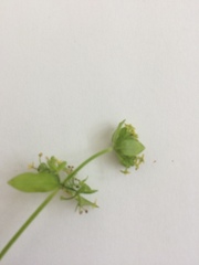 Cruciata