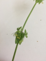 Cruciata