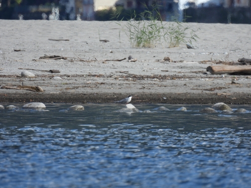 iNaturalist image