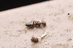 Colobopsis nipponica