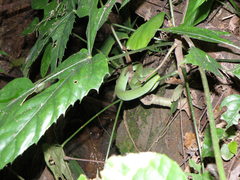 Trimeresurus macrops