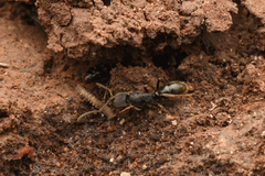 Ectomomyrmex javanus