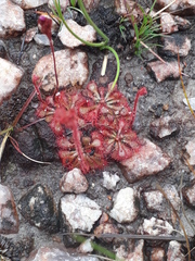 Drosera hirtella