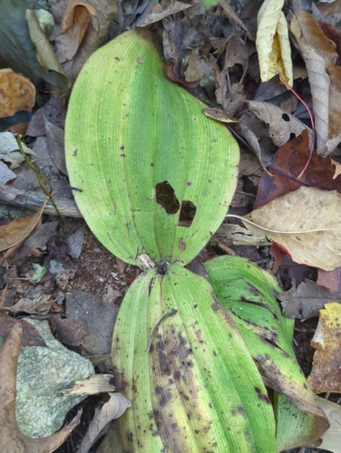 Cypripedium acaule, 2026-10-20