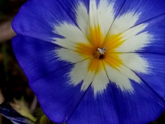 Convolvulus tricolor