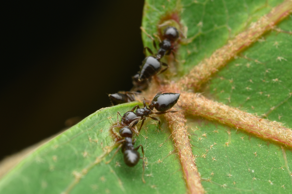 Crematogaster teranishii