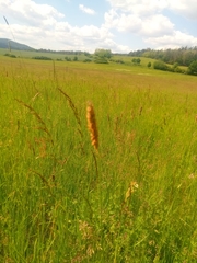 Alopecurus pratensis