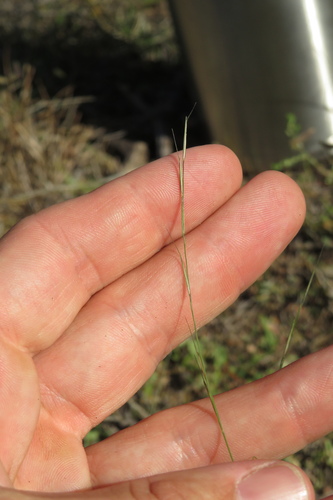 Aristida dichotoma, 2026-10-18