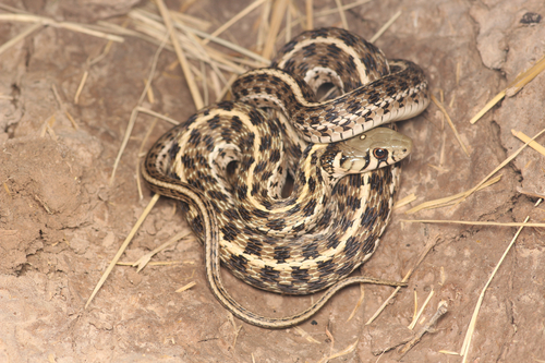 Checkered Garter Snake