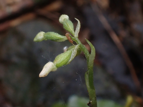 Cheirostylis observed 2026-10-20