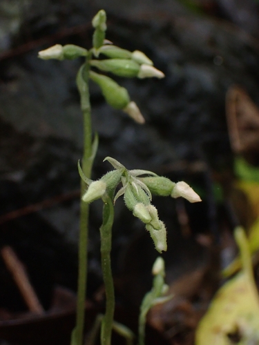 Cheirostylis observed 2026-10-20