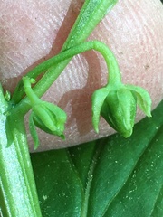 Hybanthus concolor