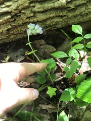 Hydrophyllum appendiculatum