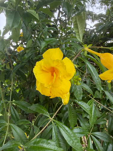 Allamanda cathartica observed 2026-10-20