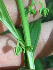 Hybanthus concolor