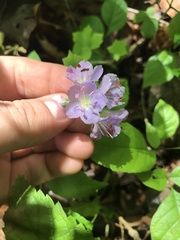 Hydrophyllum appendiculatum