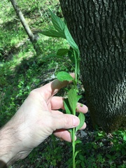 Hybanthus concolor