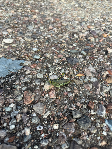 White-lined Bird Grasshopper