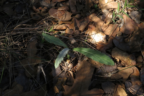 Cirsium undulatum