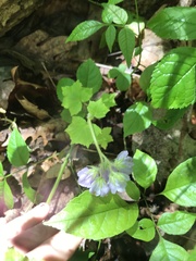 Hydrophyllum appendiculatum