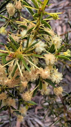 Acacia genistifolia, 2026-10-20