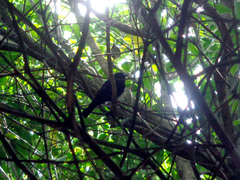Knipolegus cyanirostris