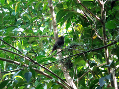 Knipolegus cyanirostris