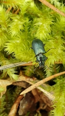 Platycerus