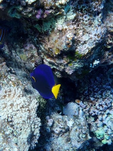 Zebrasoma xanthurum observed 2026-10-15