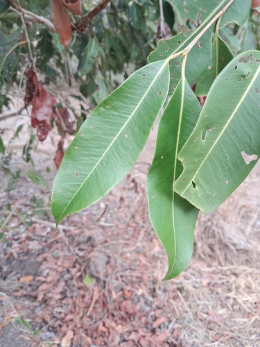 Syzygium cumini observed 2026-10-21