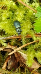 Platycerus