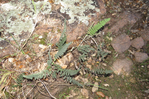 Myriopteris tomentosa, 2026-10-18