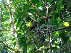 Knipolegus cyanirostris