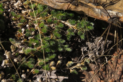 Peruvian Spikemoss