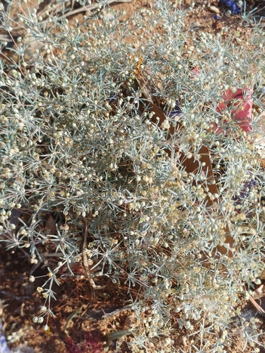 Hypertelis cerviana observed 2026-10-20