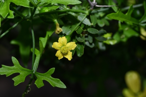 Ibervillea tenuisecta