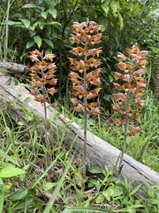 Eulophia zollingeri