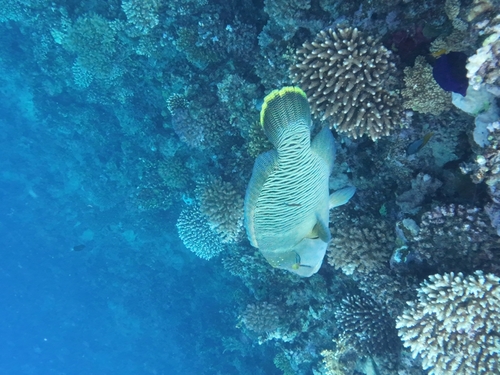 Cheilinus undulatus observed 2026-10-15