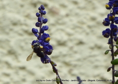 Megachile amparo