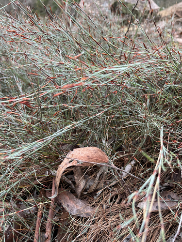 Hypolaena observed 2026-10-21