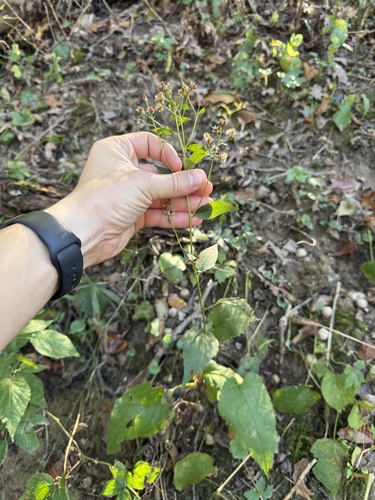Eurybia schreberi observed 2026-10-20