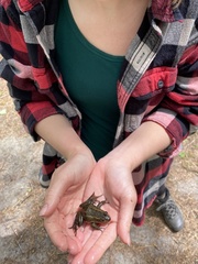 Lithobates virgatipes