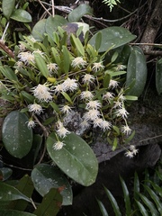 Bulbophyllum odoratissimum