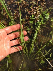 Isoetes melanopoda
