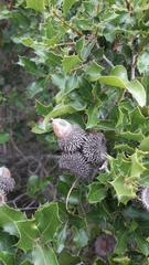 Quercus coccifera
