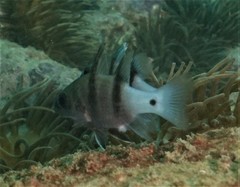 Apogonichthyoides pseudotaeniatus